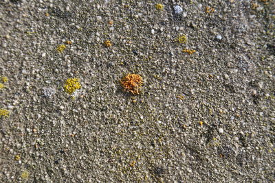 Close-up of insect on sand