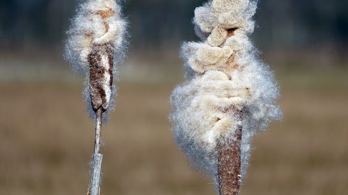 Close-up of frozen plant on field