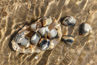 Close-up of seashell in water on beach