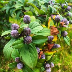 Close-up of purple flowers