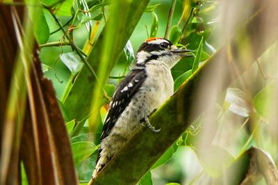 Downy woodpecker looking for lunch. 