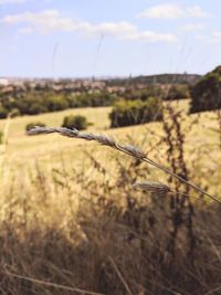 Close-up of barbed wire on field