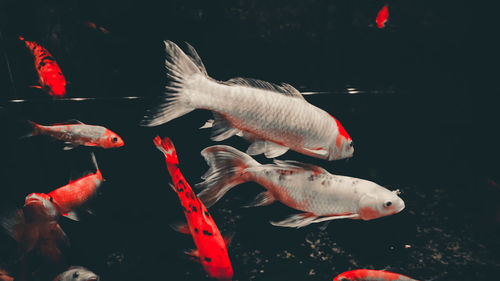 Fish swimming in pond