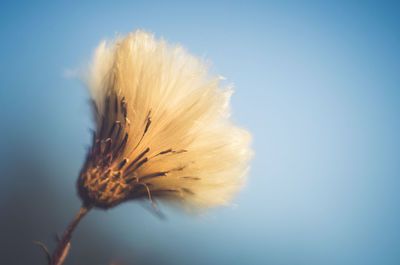 Close-up of white flower against blue background