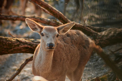 Portrait of deer