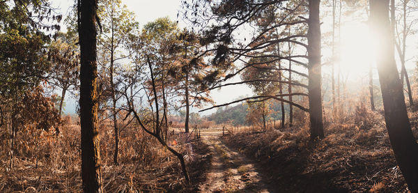 Trees in forest against sky