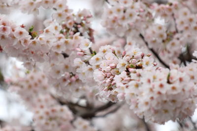 Close-up of cherry blossom tree