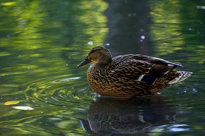 Mallard duck swimming in lake