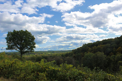 Scenic view of forest against sky