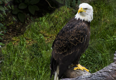 Bird perching on grass