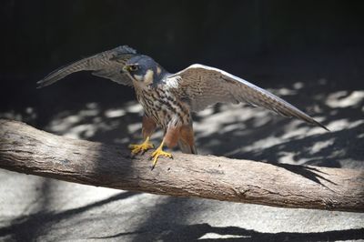 Close-up of bird perching on tree