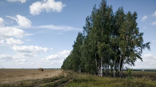 Trees on field against sky