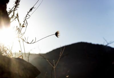 Close-up of plants against sunset