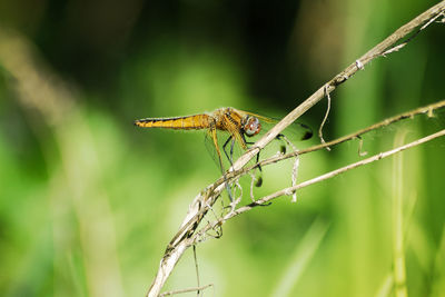Close-up of insect