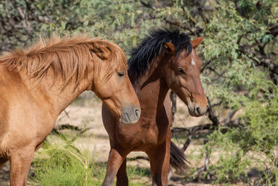 Wild horses in the desert