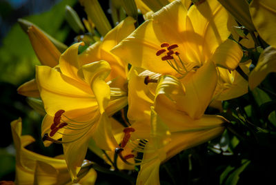 Close-up of yellow flowers