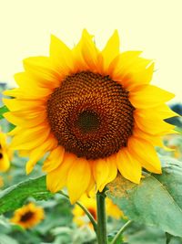 Close-up of sunflower blooming outdoors