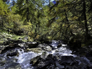 Scenic view of waterfall in forest