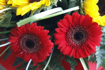 Close-up of red gerbera daisy