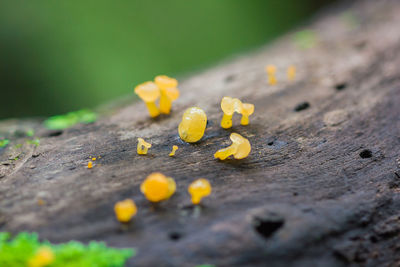 Close-up of yellow flowering plant on wood