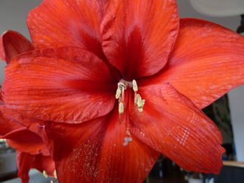 Close-up of day lily blooming outdoors