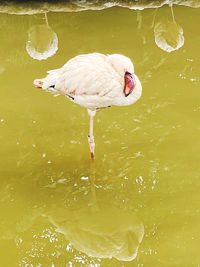 Close-up of duck in lake