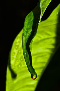 Close-up of wet plant against black background