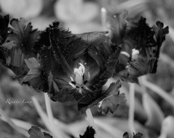 Close-up of flowers blooming outdoors