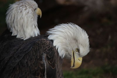 Close-up of bald eagles 