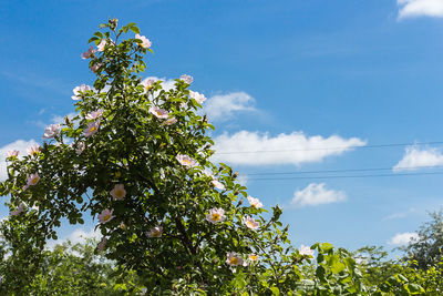 Low angle view of flowering plants against sky