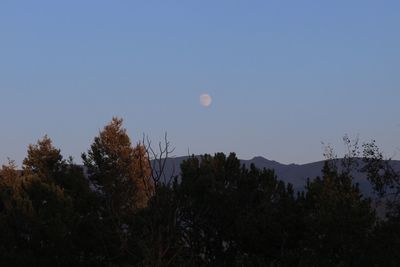 Low angle view of trees against clear sky