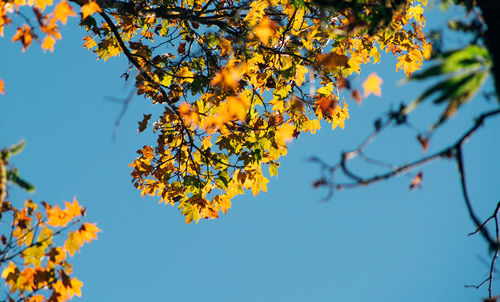 Low angle view of tree against blue sky