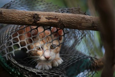 Close-up of a cat