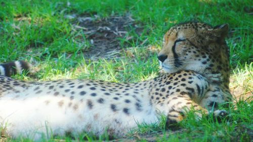 Animal resting on grassy field in forest