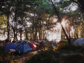 Sun shining through trees