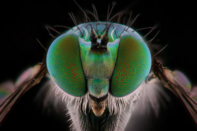 Close-up of green insect over black background