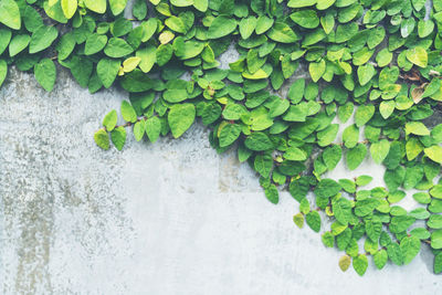 Close-up of plants growing on wall