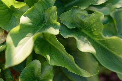 Full frame shot of leaves