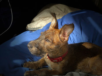 Close-up of a dog resting on bed