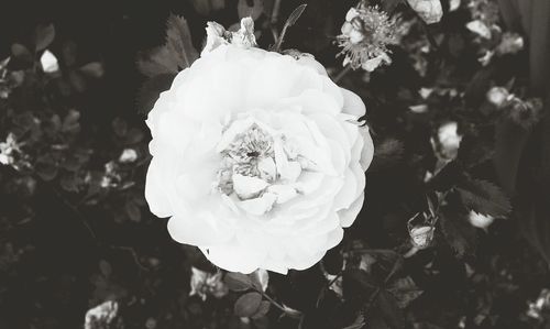 Close-up of rose blooming outdoors