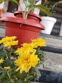Close-up of yellow flower pot