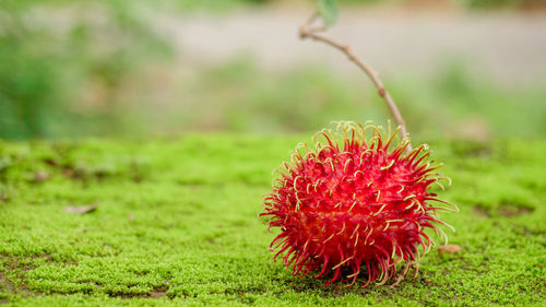 Close-up of red fruit on field