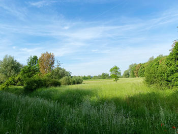 Scenic view of agricultural field against sky