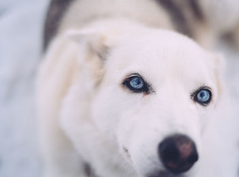 Close-up portrait of dog