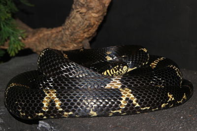 Close-up of a lizard