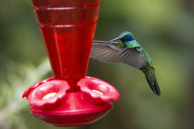 Close-up of red bird flying