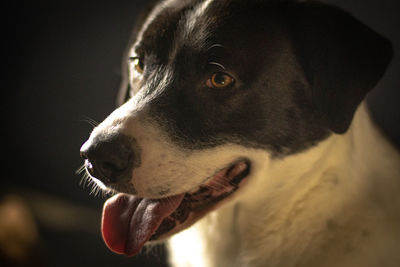 Close-up of dog looking away