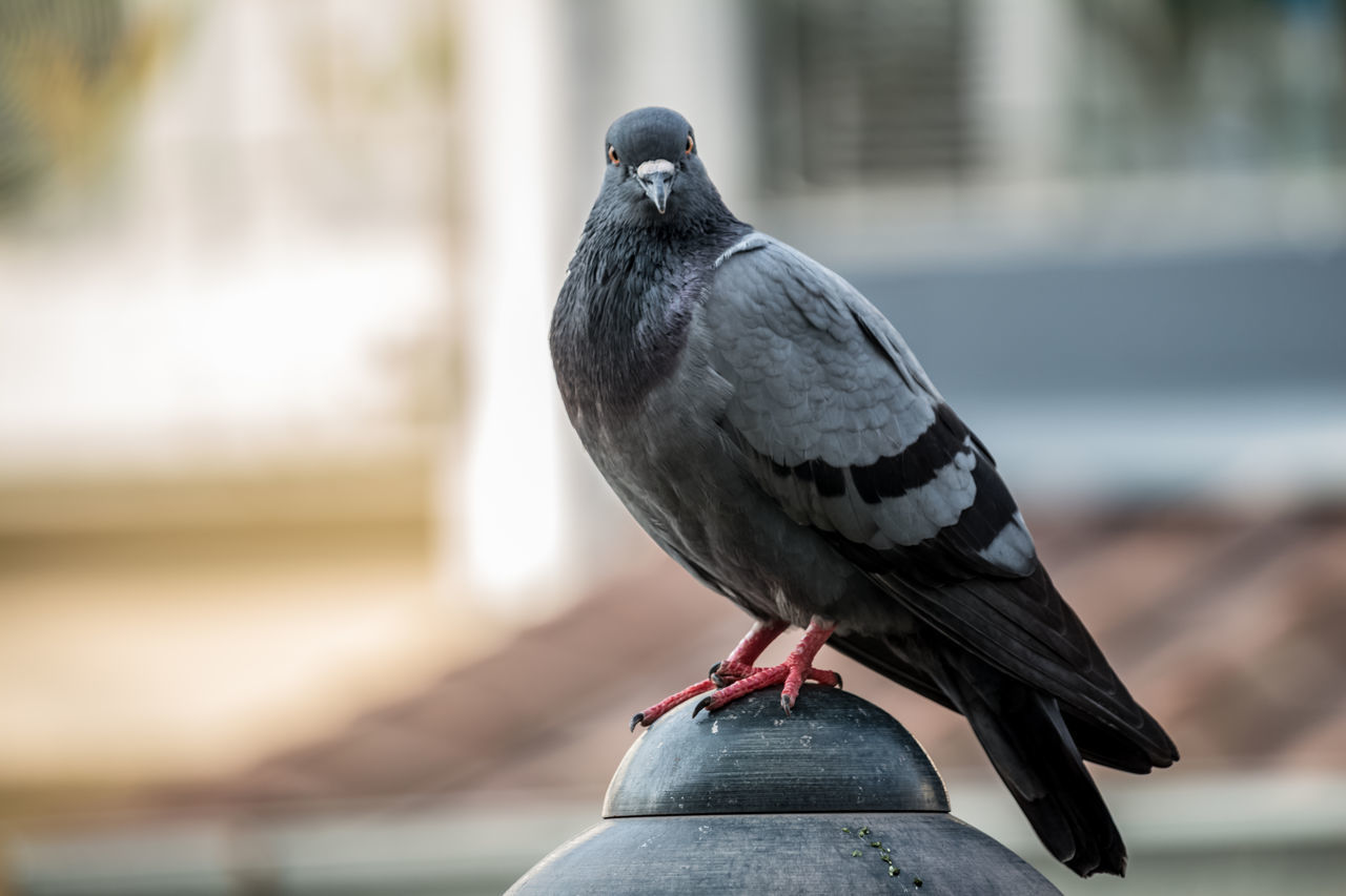 CLOSE-UP OF BIRD PERCHING ON A RAILING