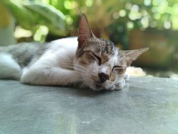 Close-up of a cat resting