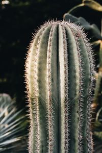 Close-up of succulent plant on field